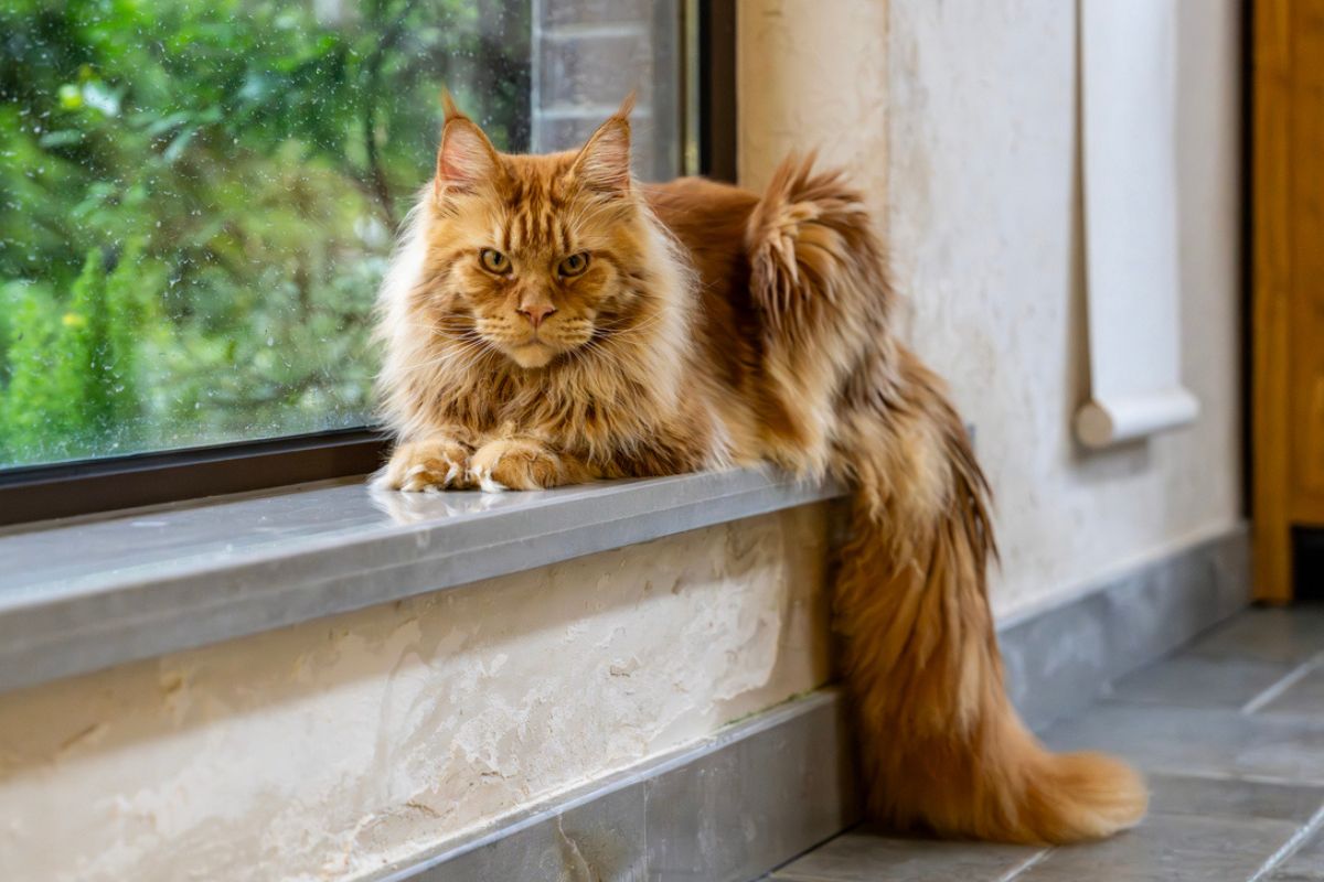 Everything You Need to Know About Maine Coon Cats